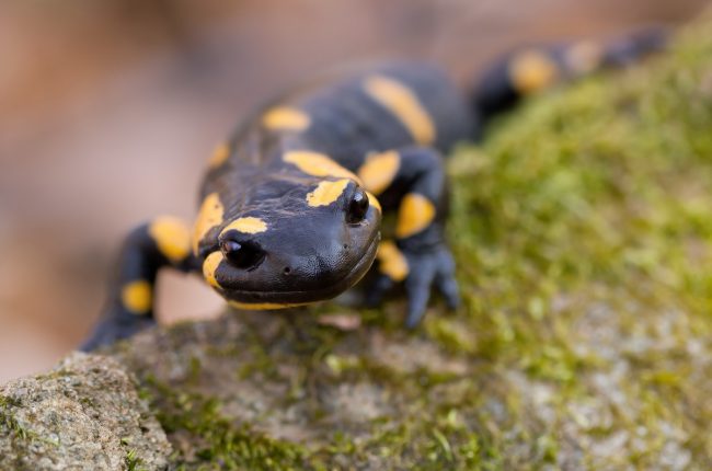 Salamander