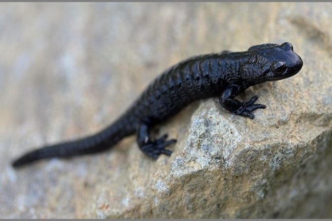 Salamander