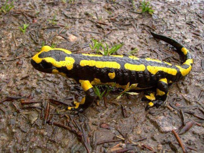 Salamander