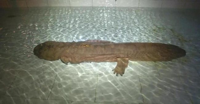 Salamander
