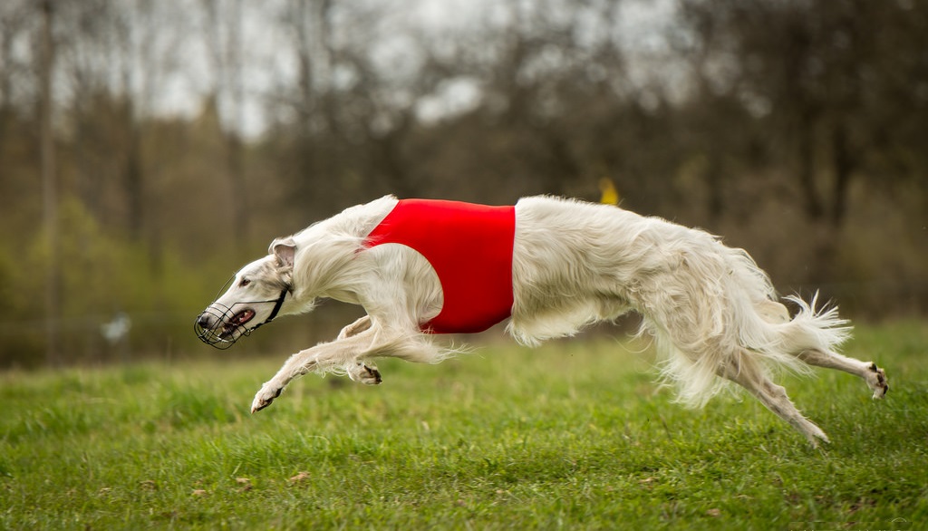 Fastest Dog: Top 10 Breeds