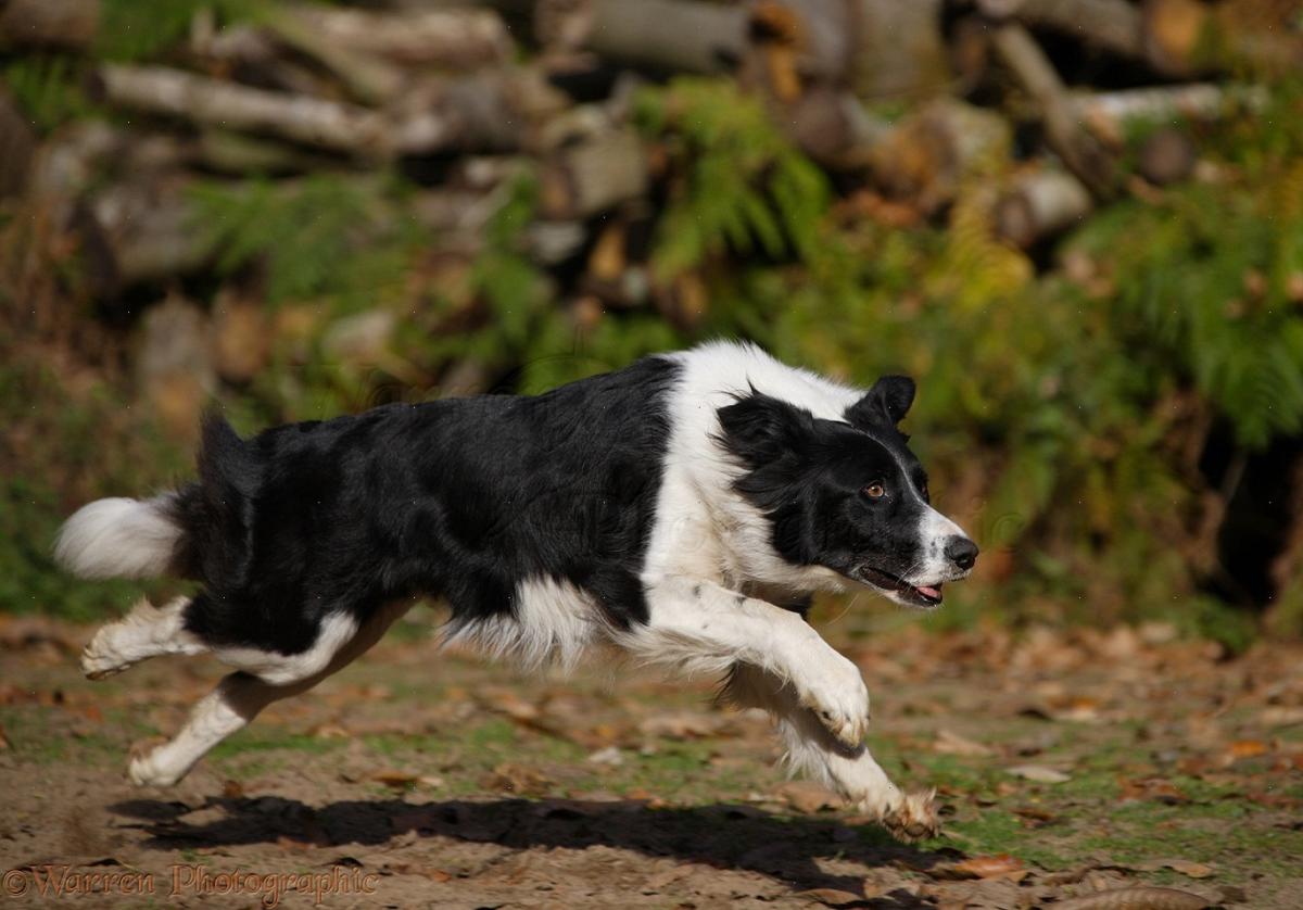 Fastest Dog: Top 10 Breeds