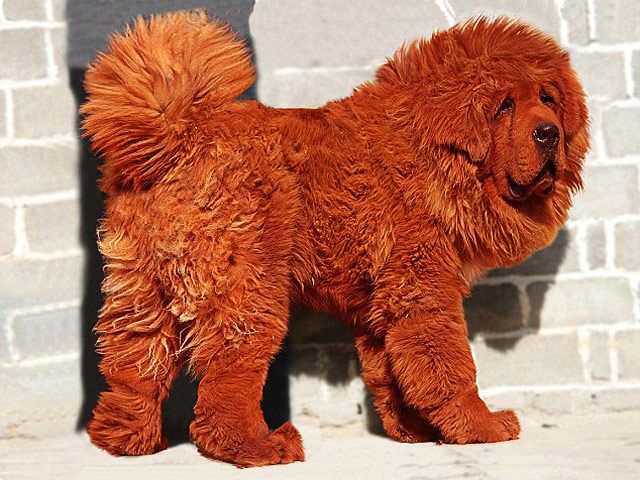 Tibetan mastiff Hong Dong - the most expensive dog in the world