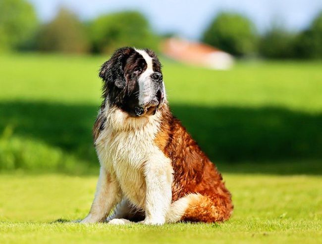 St. Bernard - a loyal and very obedient dog
