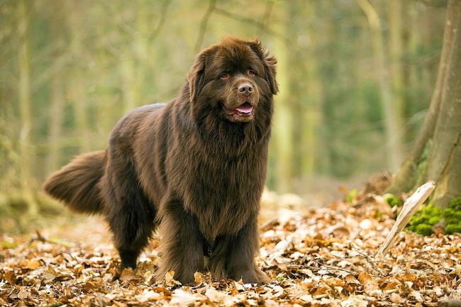 Newfoundland is a large dog that has a tendency to make decisions independently in a variety of situations.