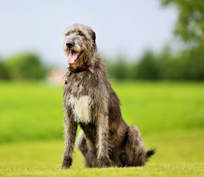 Irish Wolfhound - home sheep, lion on the hunt