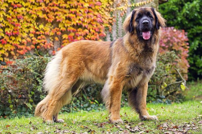 Leonberger - a strong shaggy dog   with a brave heart