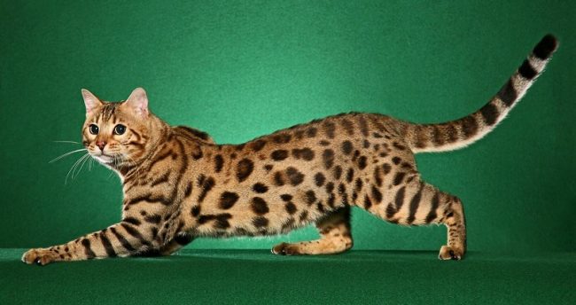 The most expensive cat breed