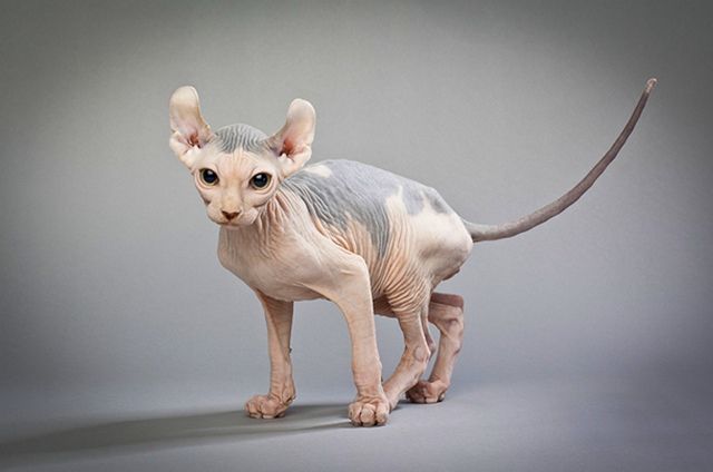 Outwardly, this pet resembles a little Canadian Sphinx, the main difference of the elf is large ears, slightly bent forward, which once again emphasizes the breed’s name