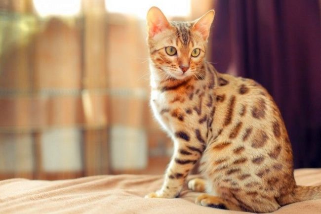 A Bengal cat is unpretentious in grooming, you rarely need to bathe it, and its coat is practically odorless, which allows you to keep your pet in the apartment