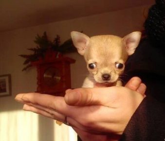 The smallest dog in the world in her arms