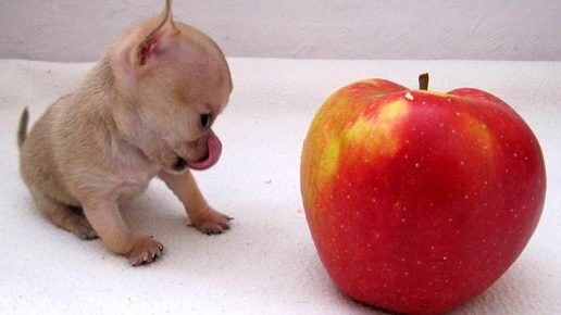 Trudy Size Compared to Apple