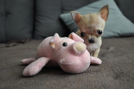The smallest dog in the world with a toy