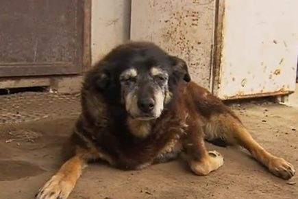 The oldest dog in the world