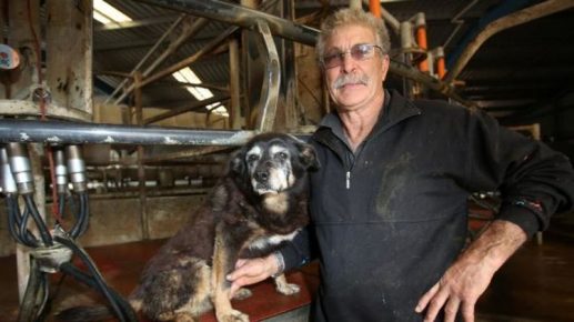 The oldest dog in the world with a master