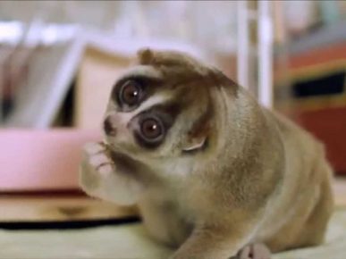 Lemur is the dumbest monkey in the world