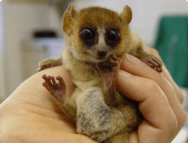 A man holds a lemur in his hand