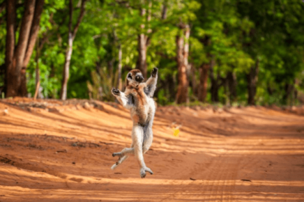 Lemur is dancing