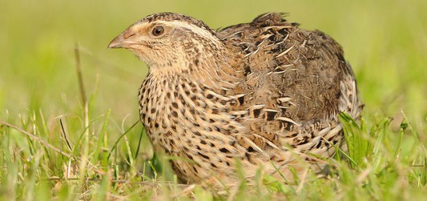 The Dumbest Bird in the World - Quail