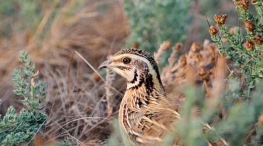 Quail