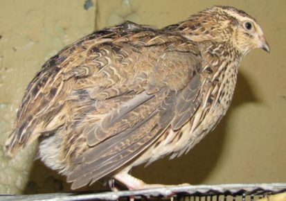 Quail