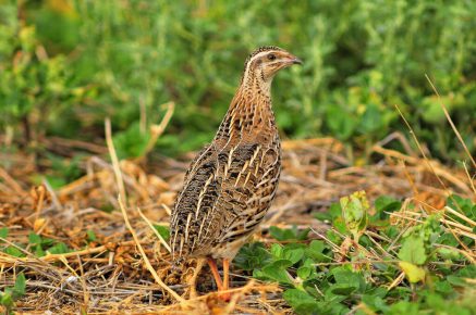 Quail in the wild