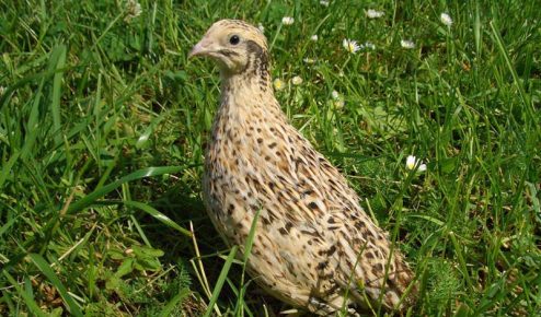 Quail in the grass