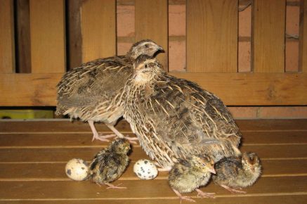 Quail with chicks