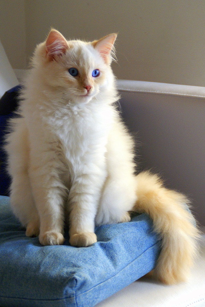 Biggest Ragdoll Cat