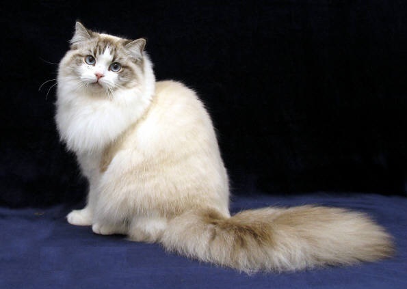 The biggest ragamuffin cat