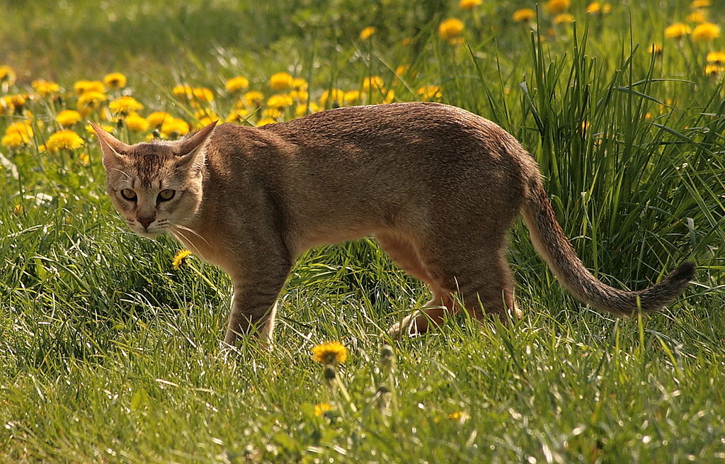 The biggest cat shawzi