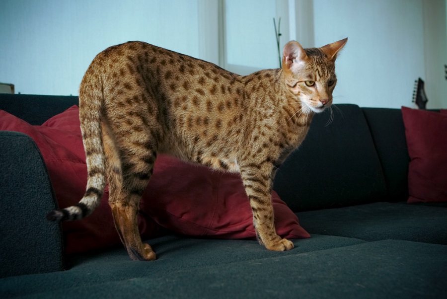 The biggest cat in the savannah