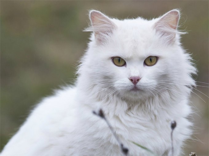 The oldest breeds of cats