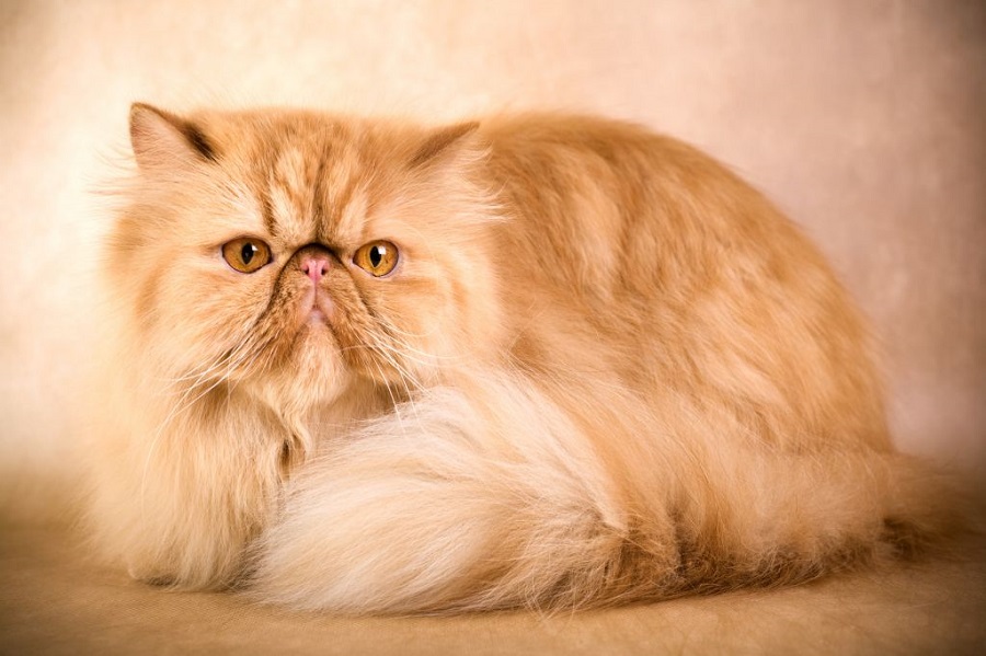 The oldest breeds of cats