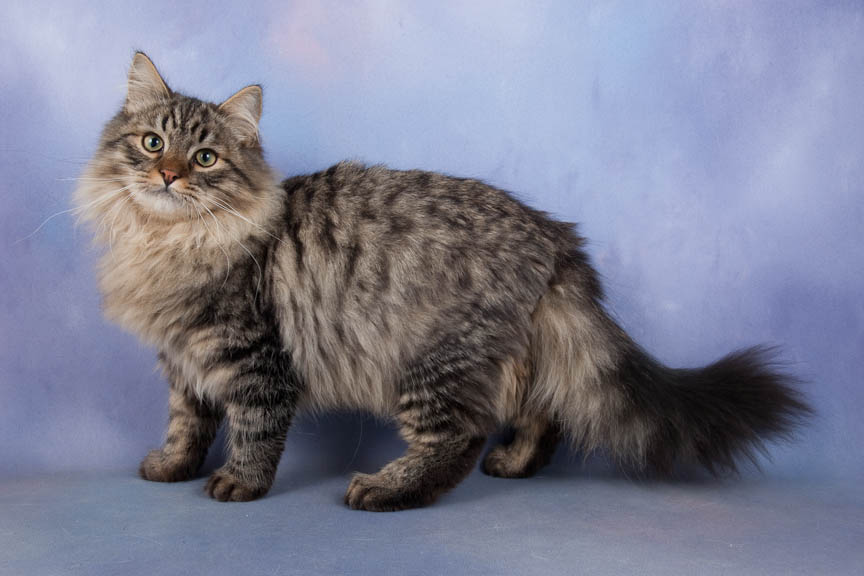 The oldest breeds of cats