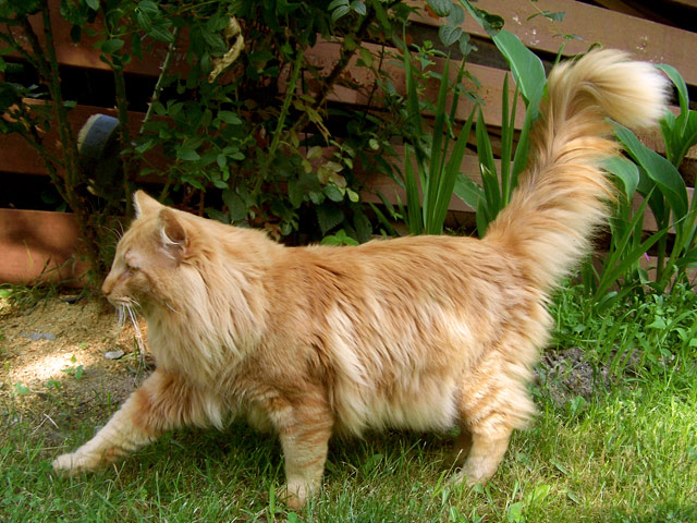 The oldest breeds of cats