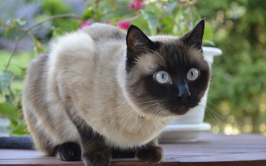 The oldest breeds of cats