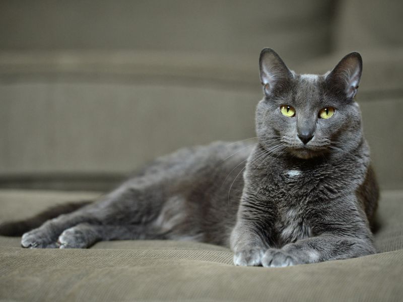 The oldest breeds of cats
