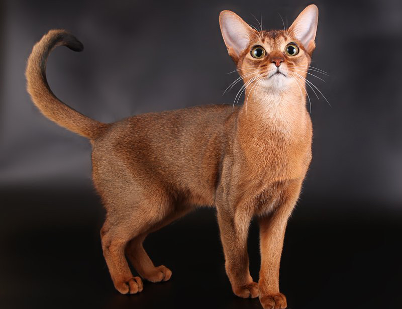 The oldest breeds of cats
