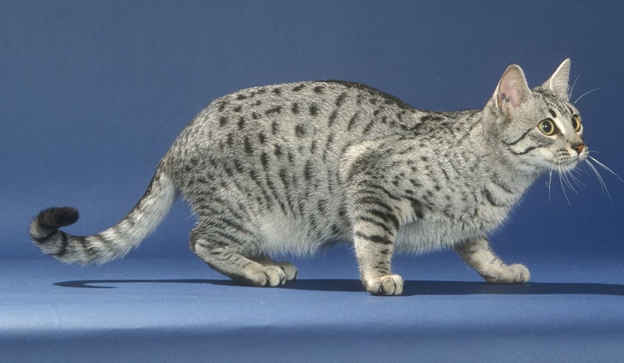 The oldest breeds of cats