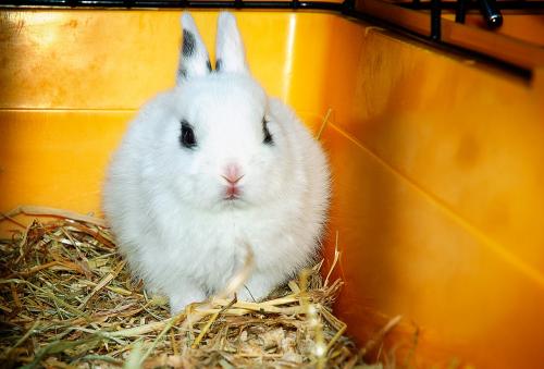 The most common diseases at home rabbits