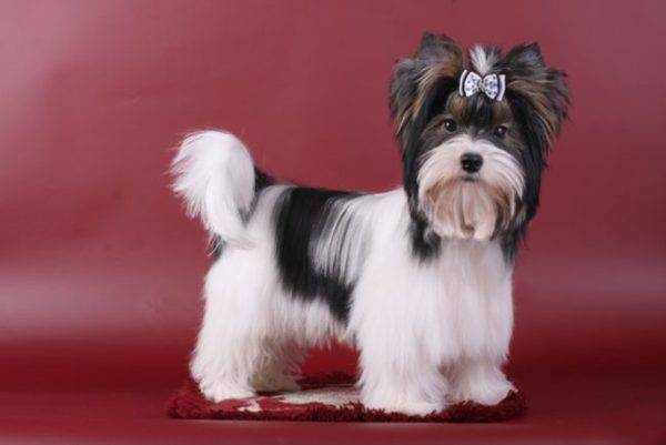Beaver Yorkshire Terrier