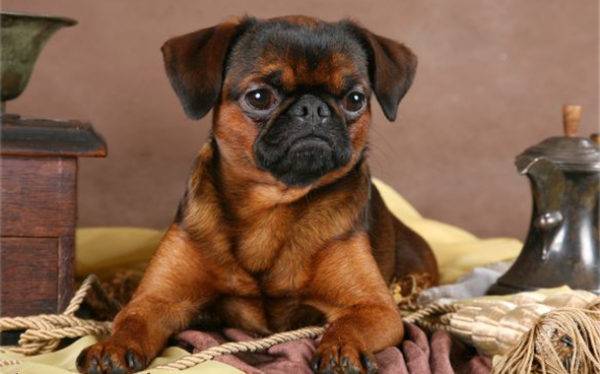 Petit Brabancon (Brabant Griffon)