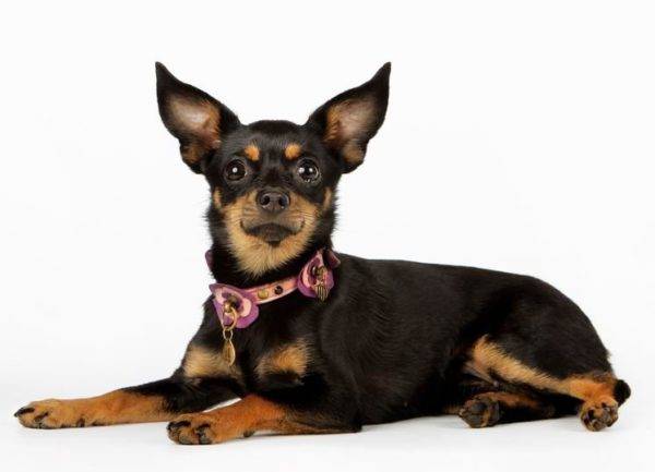 Russian toy terrier
