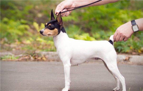 Toy Fox Terrier