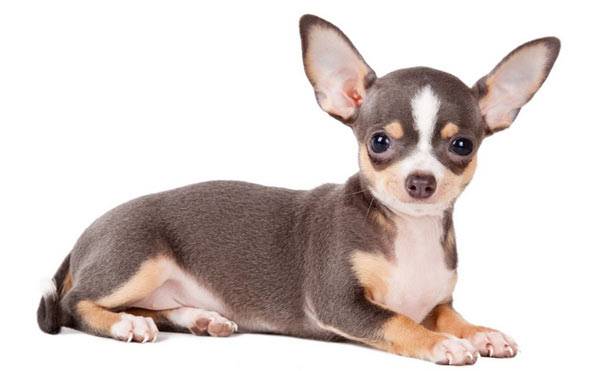 Chihuahua
