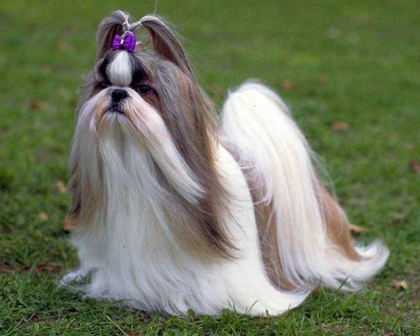 Shih