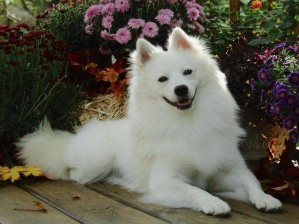 Japanese dwarf spitz