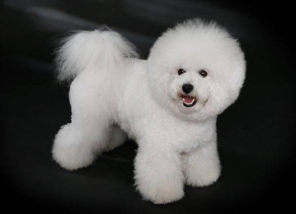 Bichon Frize