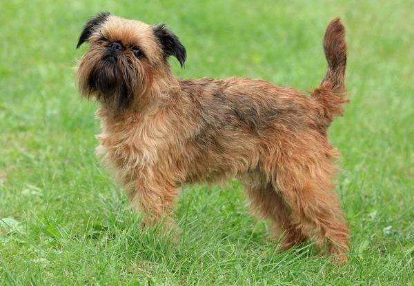 Brussels Griffon